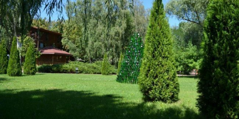 Thuja strom - jak zasadit a pečovat o něj v zemi